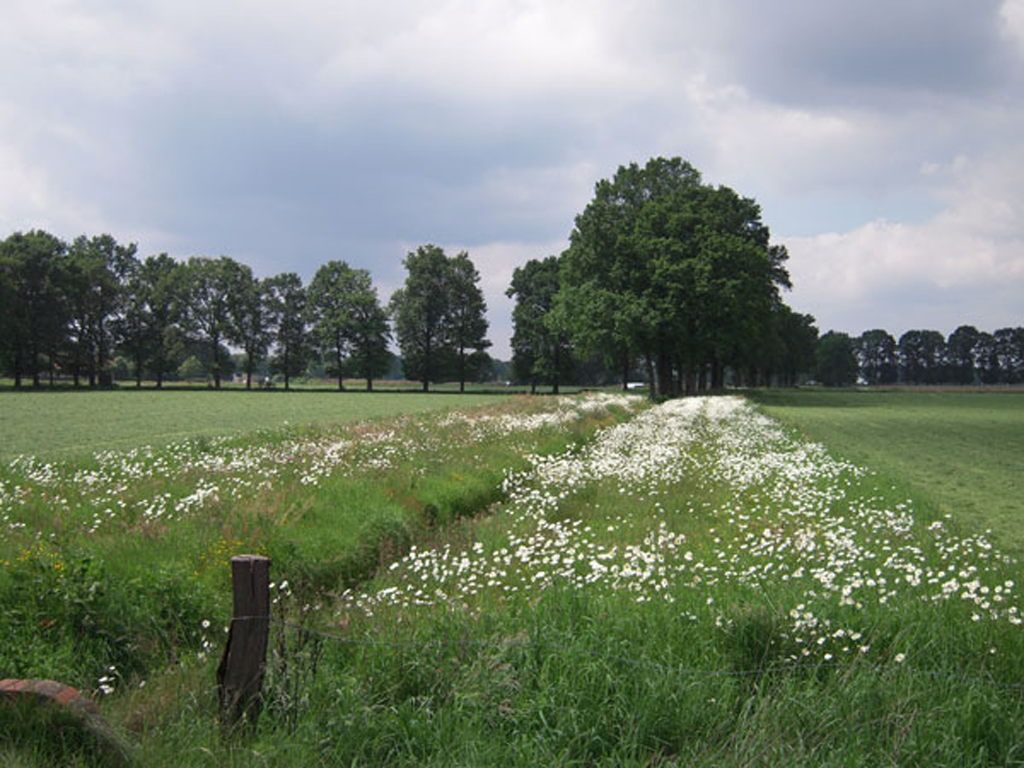 beekranden_peer_dommelwarmbeek_01.png