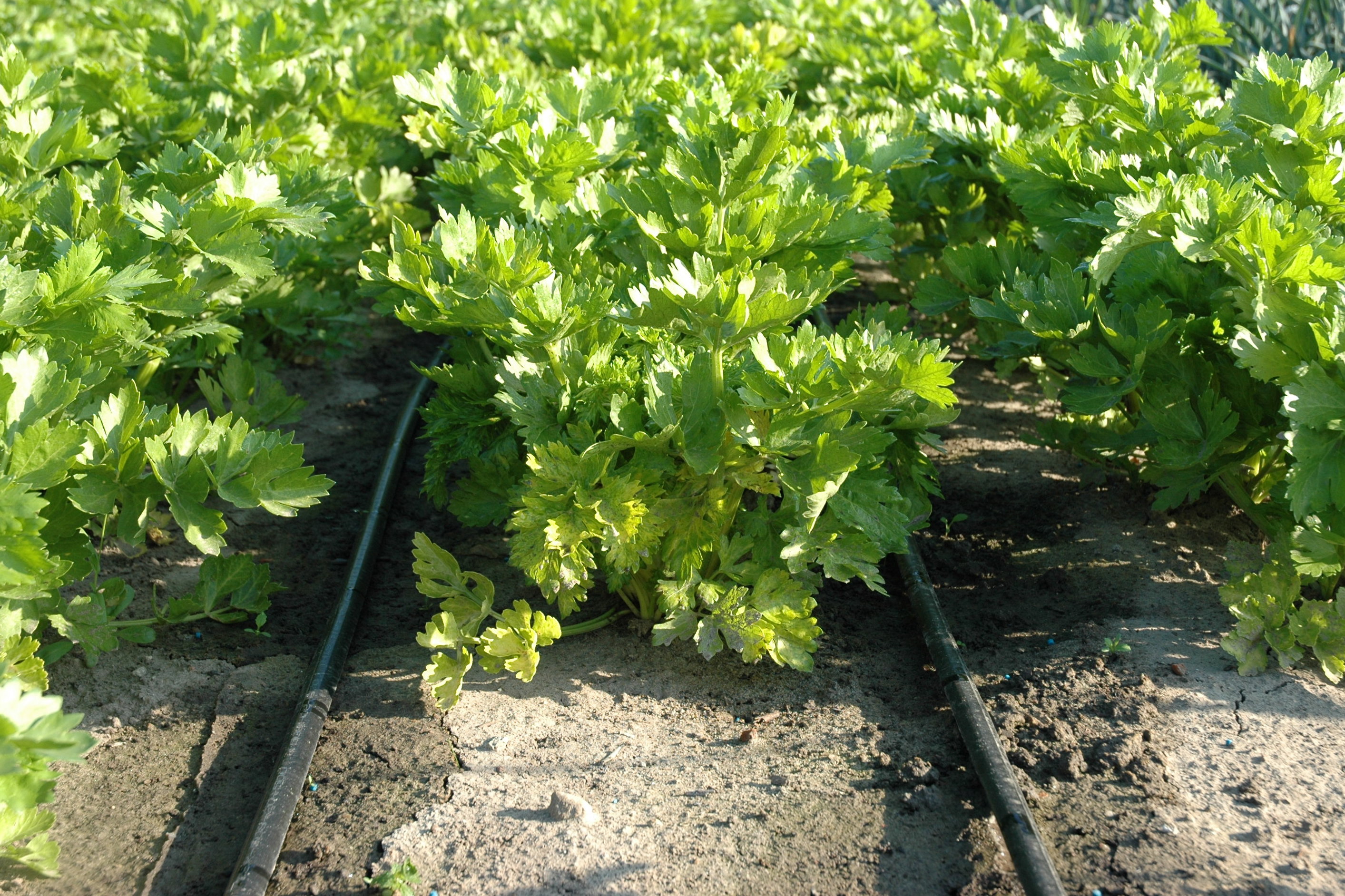 Irrigatiebuizen op veld met selder